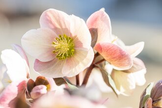 Helleborus